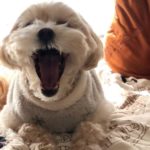 ブログ初心者の成長期のプロセスと収益化の過程を説明